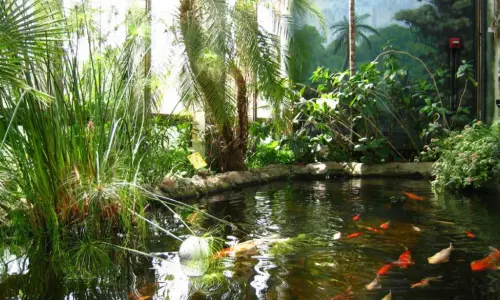 ワシントンパーク植物園の緑に囲まれた鯉の池。