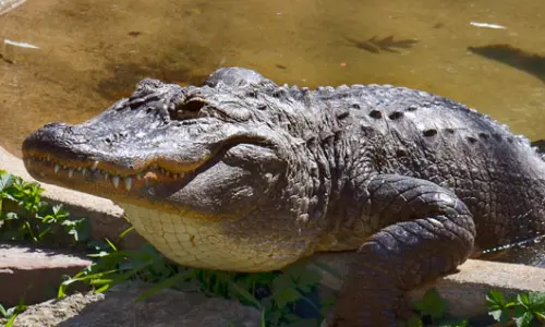 イリノイ州ディケーター、スコヴィル動物園のアリゲーター。