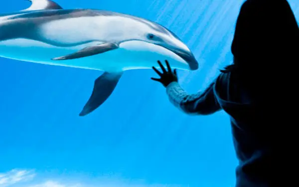 シカゴのシェッド水族館でイルカを見る女性。