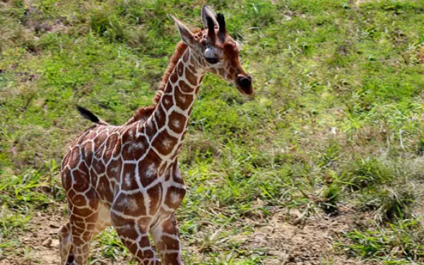 イリノイ州ピオリア動物園のキリンの赤ちゃん。