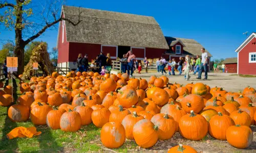 たくさんのカボチャが並べられている