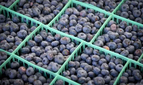 ブルーベリー1箱 