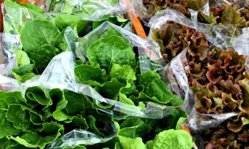 レタスの袋 