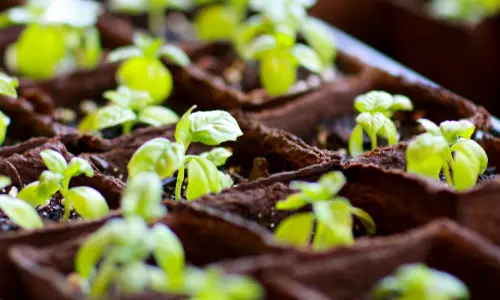 土壌中の複数の植物