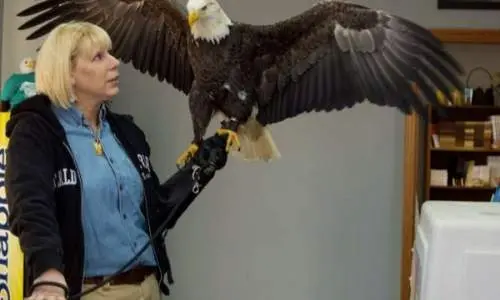 白頭ワシを手にする女性