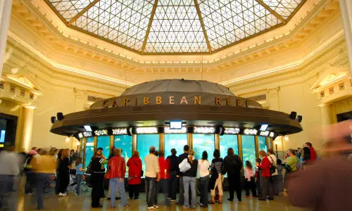シェッド水族館のカリビアンリーフの展示を囲む人々。
