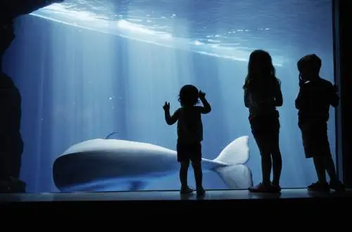 ガラス越しにクジラを見る子供たち