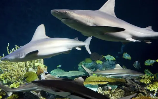 シェッド水族館のサメの戦慄。