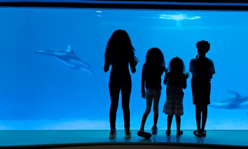シェッド水族館でイルカを観察する子供たちのグループ