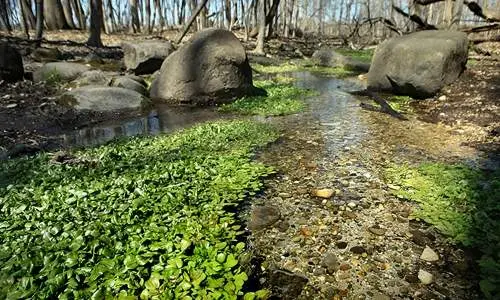 公園の中の小さな小川