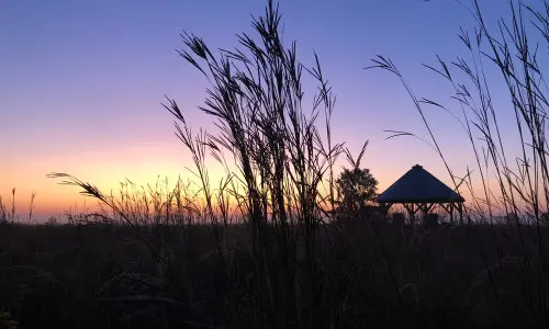 草が生い茂る夕焼けの野原