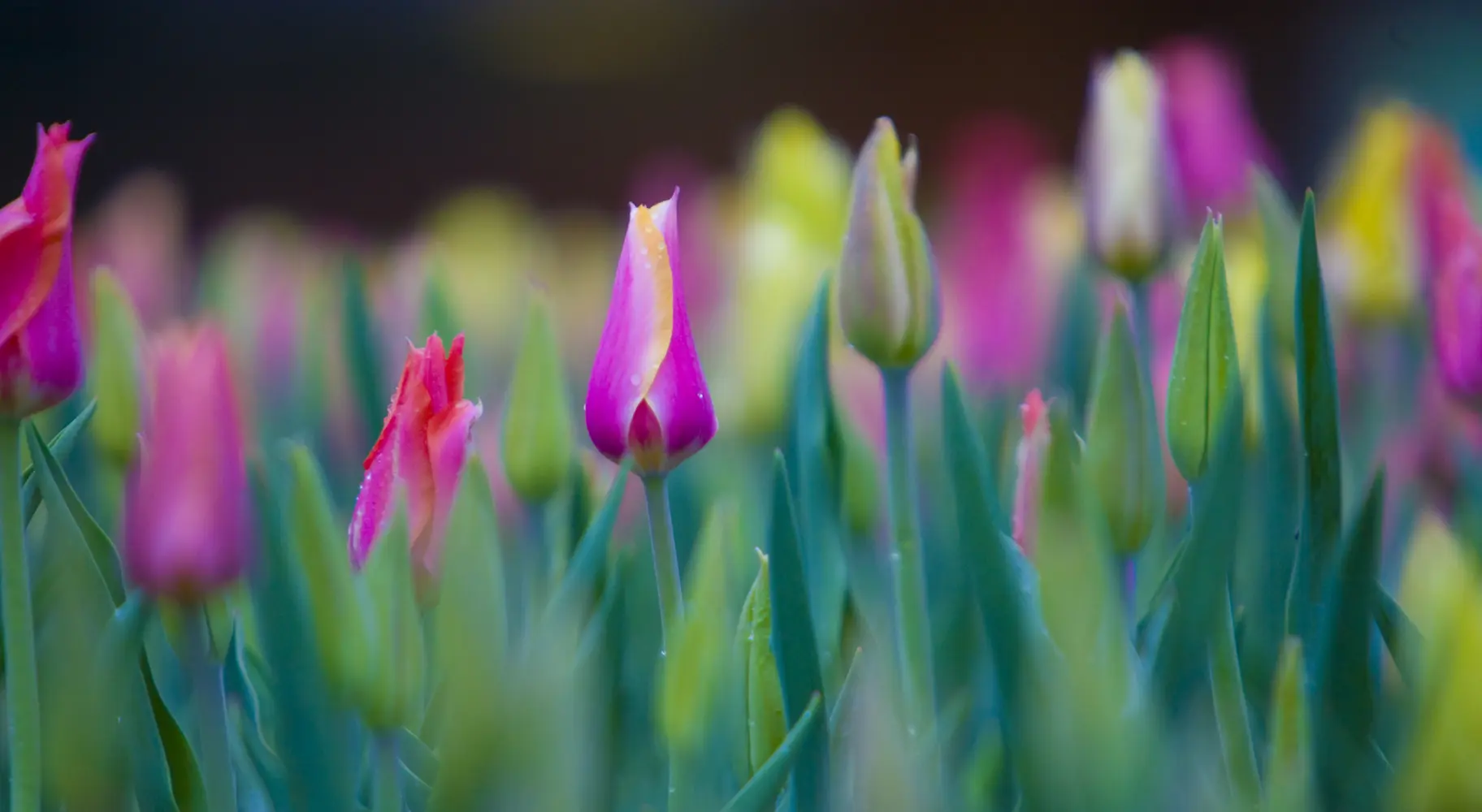 チューリップのクローズアップ