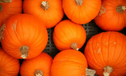 グレートパンプキン