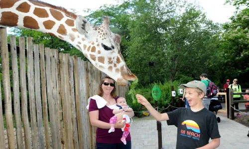 男の子の手から葉っぱを食べるキリン