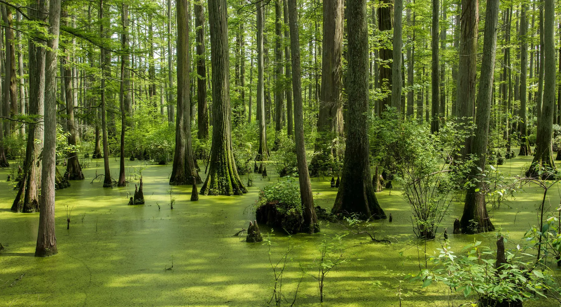 高い木が生い茂る池
