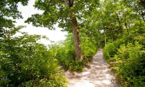 木立の中の小道