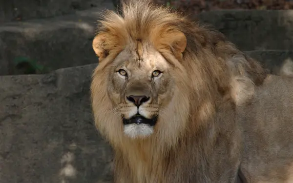 ピオリア動物園の囲いの中のライオン