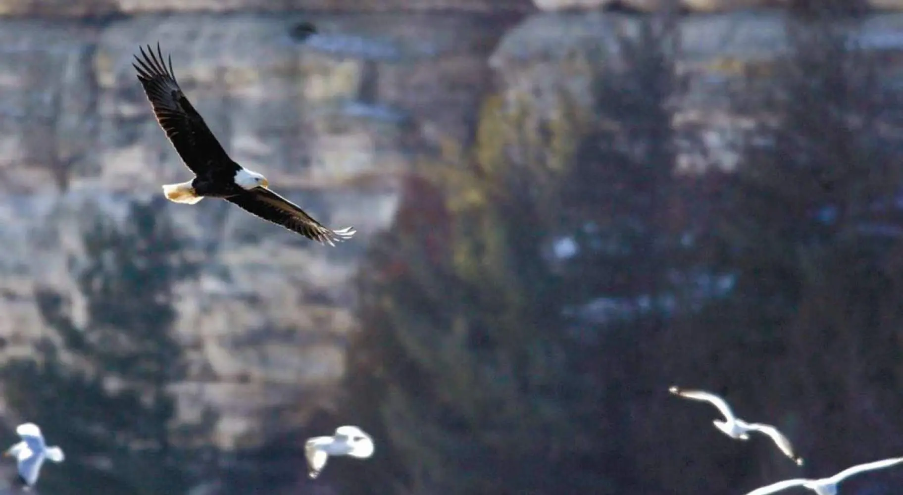 カモメをバックに飛ぶハクトウワシ