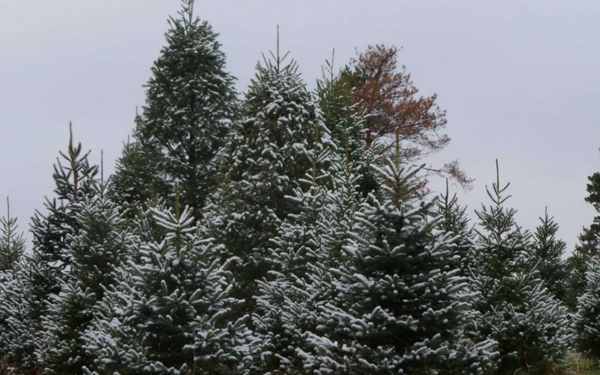 ビルズ・フレンドリー・クリスマスツリー・ファーム
