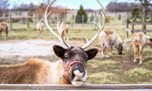 ハーディーズ・トナカイ牧場