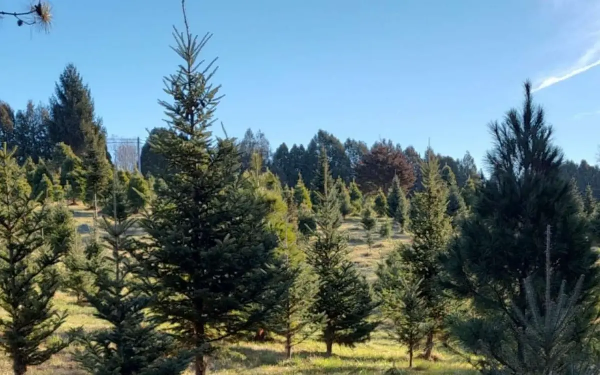 オックス・クリスマスツリー・ファーム